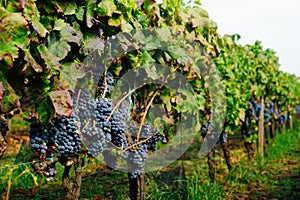 Grape Vine with Leaves Close Up â€“Â Italian Vineyard on Mount Etna